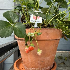 Mary added a photo of their purchase