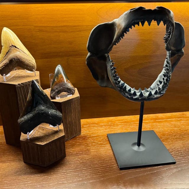 Large Hand-painted Megalodon Shark Jaw Replica Sculpture - Museum