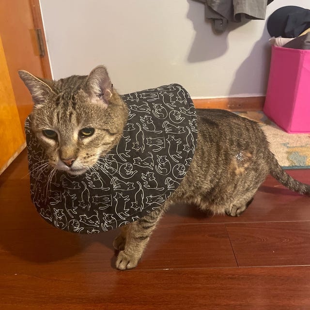 Agape Cat Cone Collar Soft And Cool, Lightweight Recovery Collar For Cats After Surgery, Adjustable Cat Cone Alternative, Reflective Neck Cone To Stop Licking,Waterproof E Collar For Wound Care (Grey