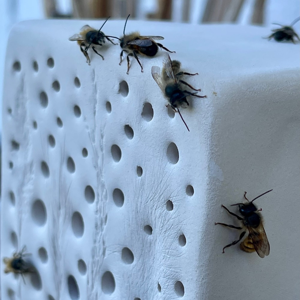 Bienenstein groß aus gebranntem Ton, Bienenhotel, Insektenhotel, Nisthilfe Wildbienen, Insektenhaus, Bienenhaus, Garten Keramik