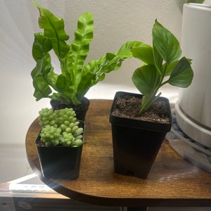 Kandace added a photo of their purchase