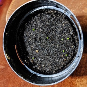 Rare Succulent Conophytum Calculus 10 Seeds - Etsy