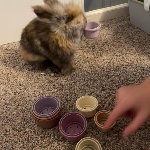 Bunny Stacking Cups: Wheat Straw Rabbit Toy, Pet Enrichment - Etsy