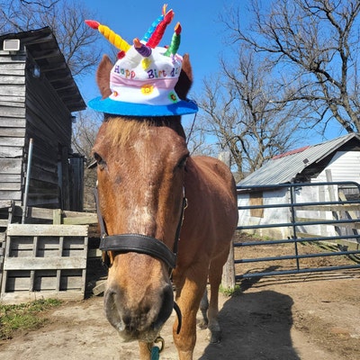 Birthday Hat for Horse or Pony With Candles Soft Equine Birthday Hat