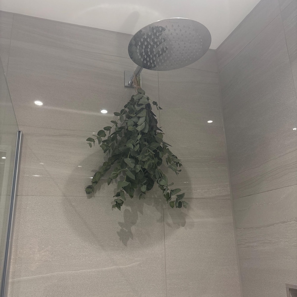 Shower Eucalyptus Bundle - Fresh Cut Eucalyptus - Etsy
