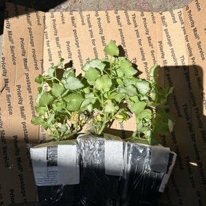 April ha añadido una foto de su compra