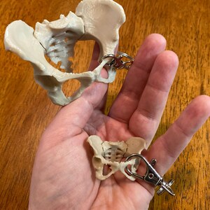 女性骨盤キーホルダー：解剖学ドゥーラへのギフト、医学記念品 - Etsy 日本