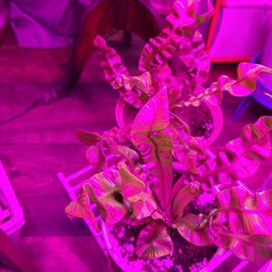 Alison added a photo of their purchase