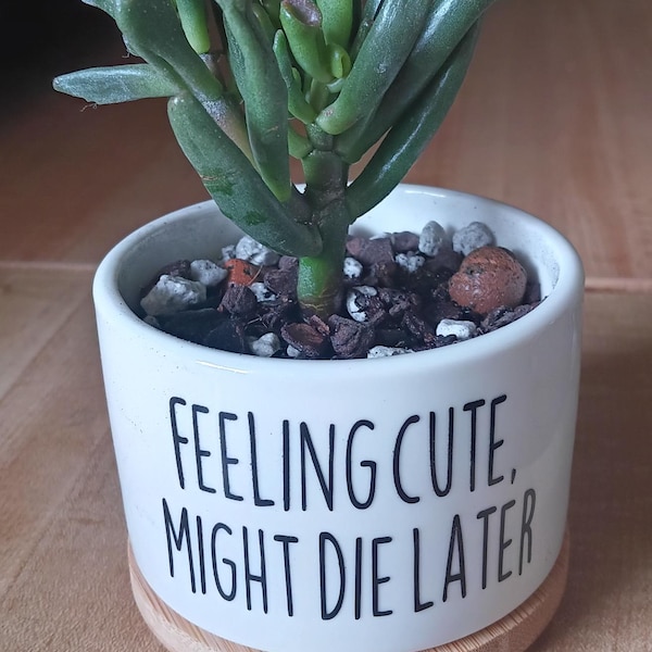 Funny Succulent Pot - Cactus Pot - Small Planter With Drainage ...