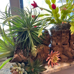 Lindy added a photo of their purchase