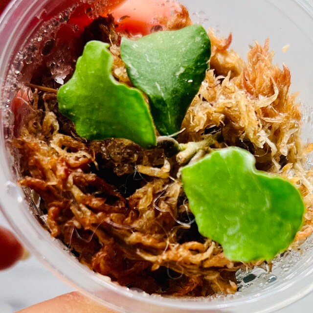 Hoya Kalimantan Mini Coin Splash - NOT Rooted Cutting - Etsy