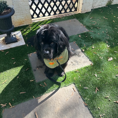 St Bernard Dog Bib ,large Drool Bib, Slobber Dog Bib , Large Breed Dog