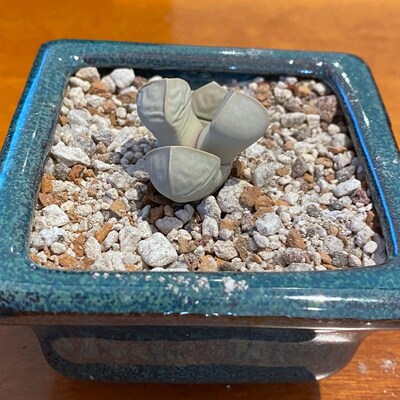 8 Rectangular Moss Green Bonsai Pot, Cactus & Succulent Planter + Tray + Rock + Mesh Combo A768 8mg Combo