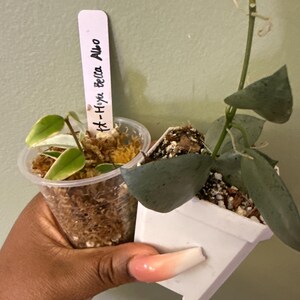 US Seller- Hoya Lacunosa Mint Coin UNROOTED ONE Node Cutting