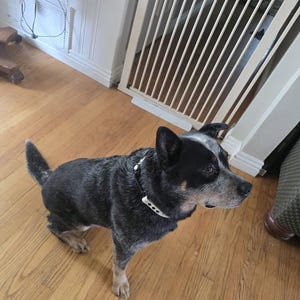 Joey heeft een foto van de aankoop toegevoegd