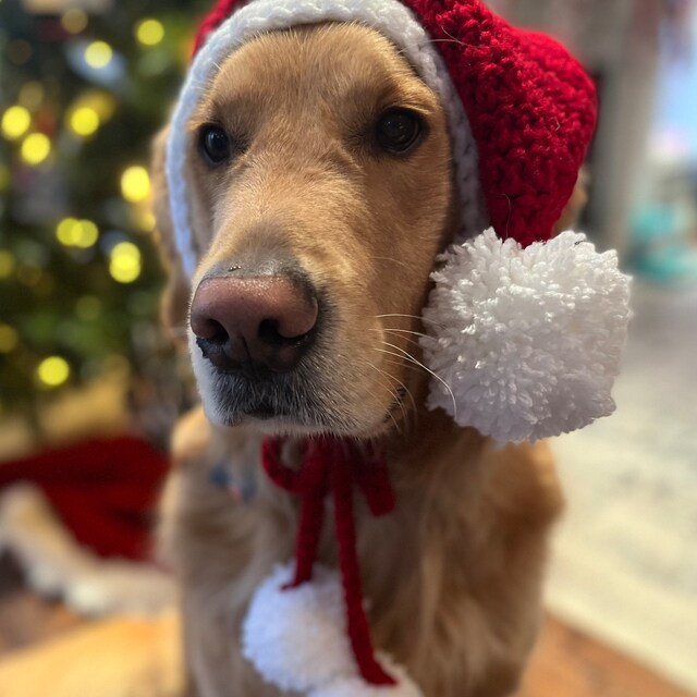 Dog santa hat with ear holes sales