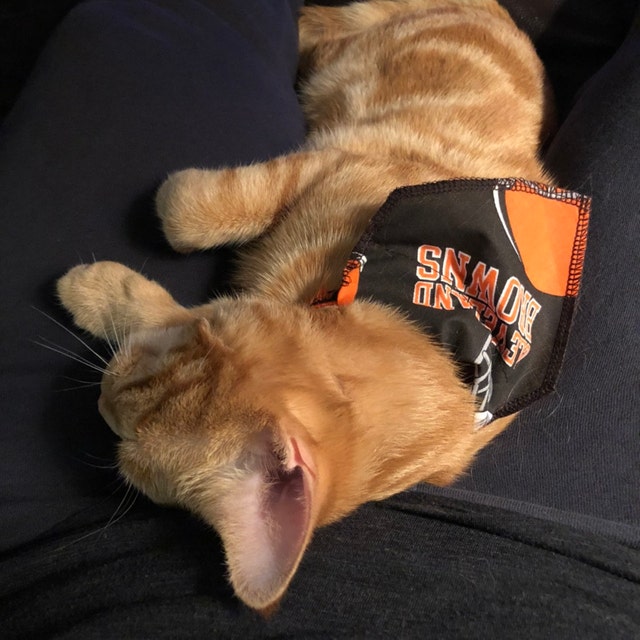 Cleveland Browns Cat Collar Bandana slides Onto Cat s Existing Collar Etsy