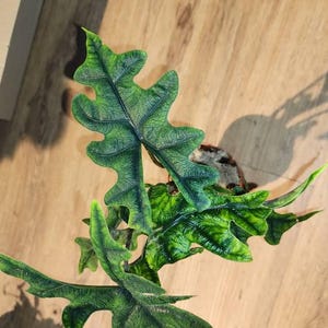 Deirdre ha añadido una foto de su compra