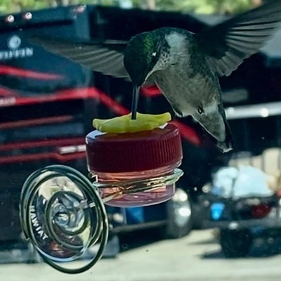 NEW Flower Single Hum-button™ With Lovely Window Spiral Holder Mini ...