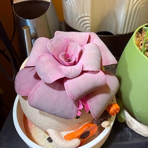 Doris hat ein Foto des gekauften Artikels hinzugefügt