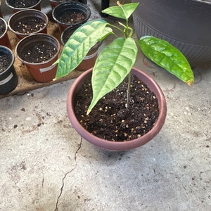 RICHARD added a photo of their purchase