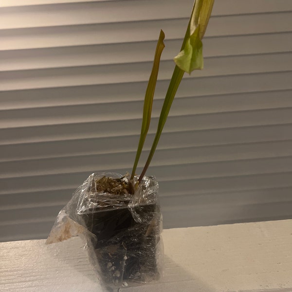 HUGE Sarracenia Carnivorous Pitcher Plant - Specimen Sized Beginner ...