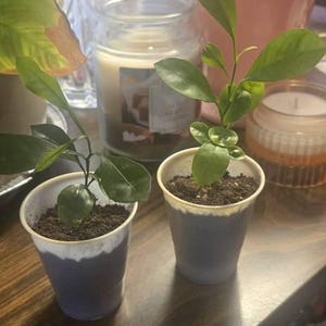 Lailani added a photo of their purchase