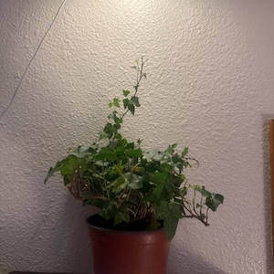 Lydia hat ein Foto des gekauften Artikels hinzugefügt