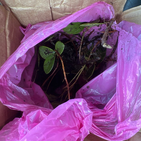6 Teaberry Wintergreen Plants, Gaultheria Procumbens, Bare Root - Etsy