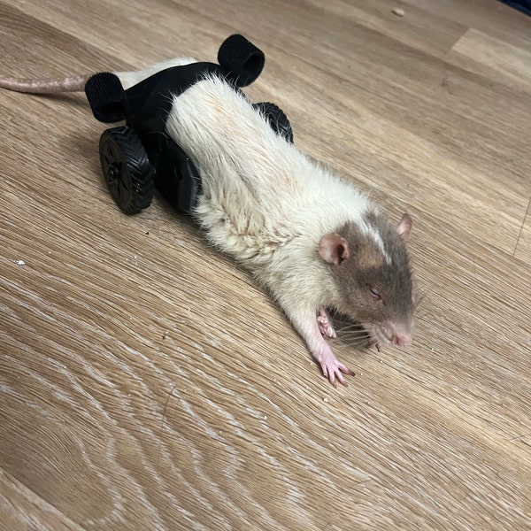 Rat Wheelchair. the Original Ratrover. - Etsy
