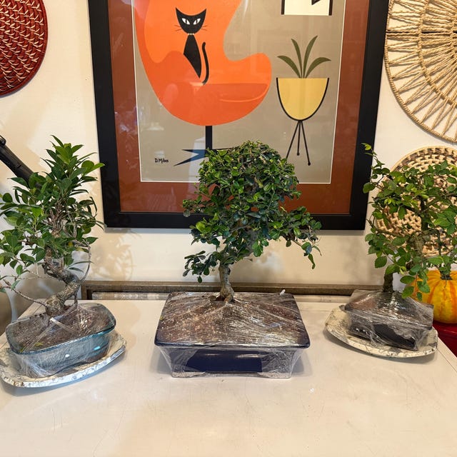 Golden Gate Ficus Bonsai Tree: 8-year-old Indoor Plant With Humidity Tray -  Etsy