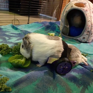 Curated visual reference: Guinea Pig Wheelchair The Original Gprover Photo Inspiration