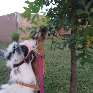 Debra ha aggiunto una foto del proprio acquisto