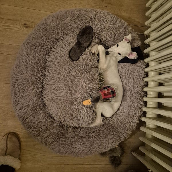 Extra Large Fluffy Dog Snuggle Blanket, Dog Couch Sofa Cuddling Throw ...