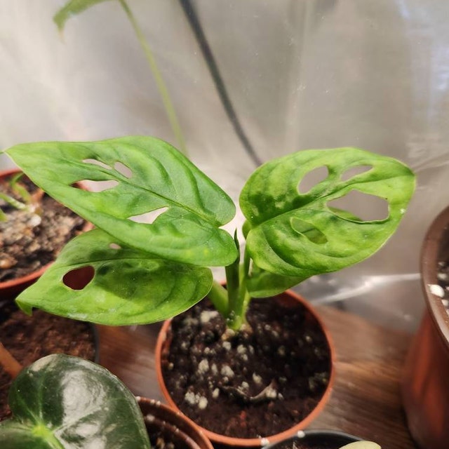Monstera acuminata Starter Plant (ALL STARTER PLANTS require you to  purchase 2 plants!) - Etsy sterreich