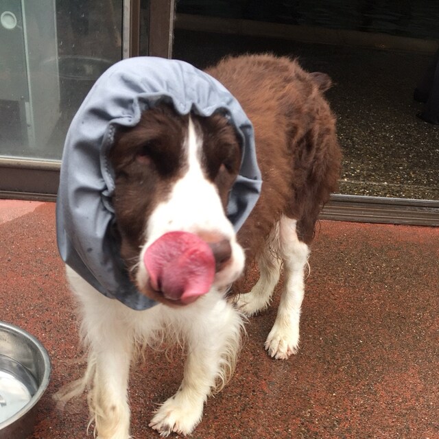 Extreme Winter Dog Coat Tough dog coat custom dog coat Etsy