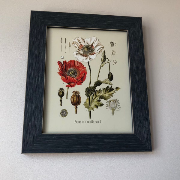 Vintage Botanical Print Set, Customizable Sizes, Set of Three Giclée ...