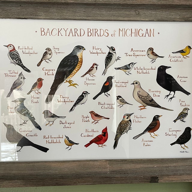 Illinois Blue Finch: Discover the Enchanting Blue Feathers