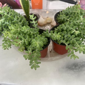 Samantha ha añadido una foto de su compra