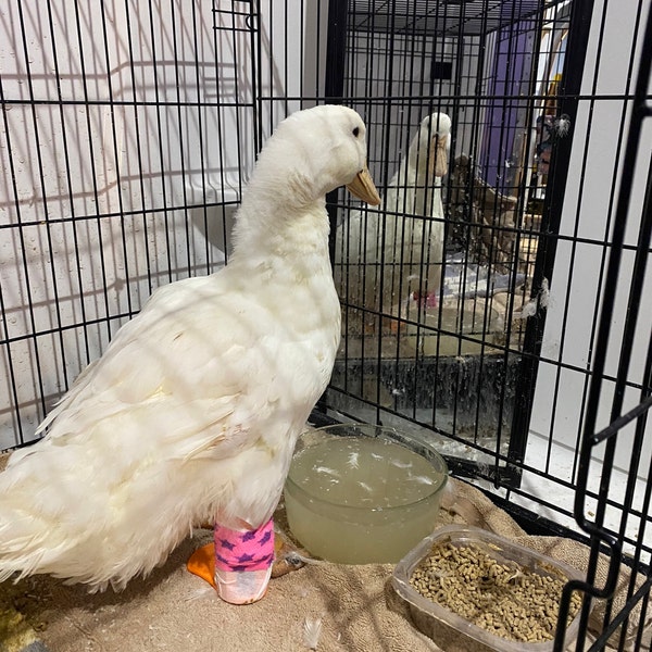 Duck Splint/ Chicken Splints Large-multiple Size Options Available - Etsy