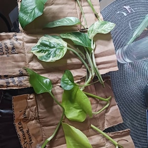 Shanieka ha añadido una foto de su compra
