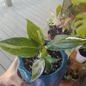 Sabrina added a photo of their purchase
