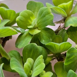 Etsy-koper heeft een foto van zijn/haar aankoop toegevoegd