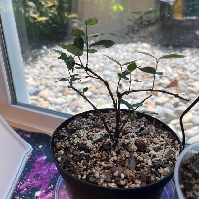 Jasmine Live Plant | Asiatic Jasmine Minima Plants | House Plants