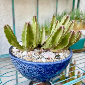 Julie added a photo of their purchase