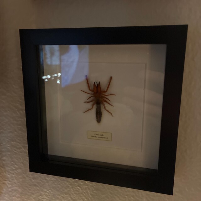 ラクダグモ。サソリグモ科。ディノハックス。風サソリ。サンスパイダー