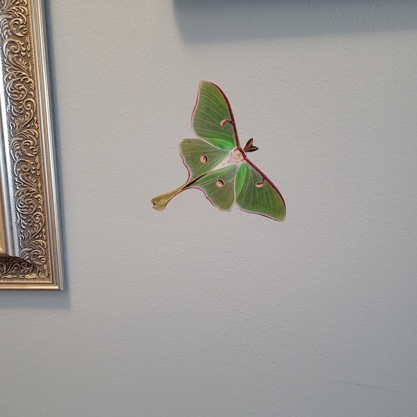 ONE Large Monarch Butterfly Migration Stickers - Wall Art Decor -for ...