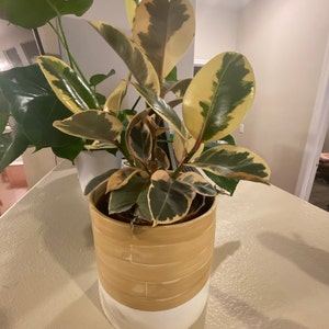 Inactive account added a photo of their purchase