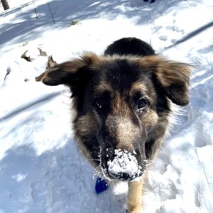 Sled dog deals shoes