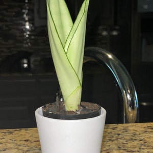 Kristina Cooks added a photo of their purchase